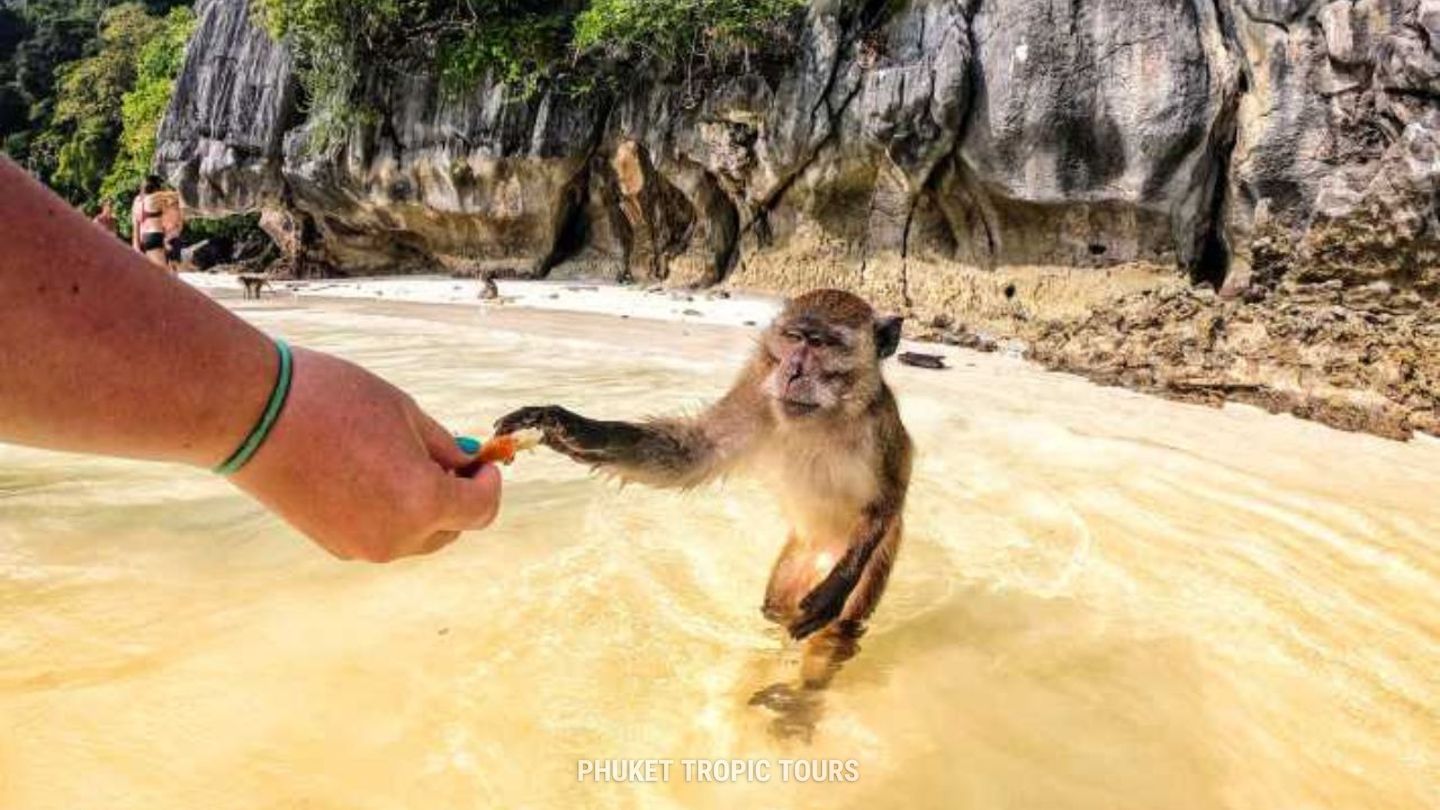 Monkey Beach on Phi Phi Islands